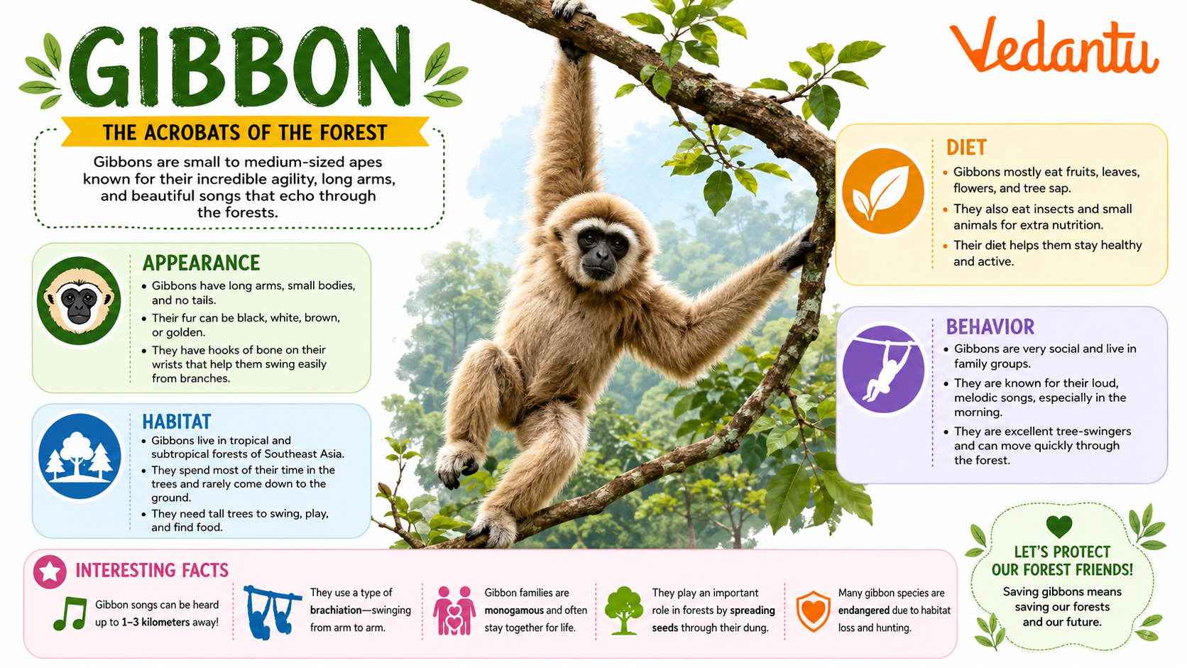 Gibbon swinging in forest habitat