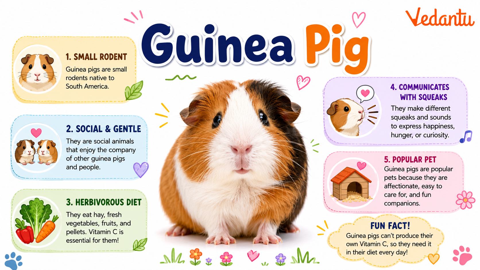 Guinea Pig