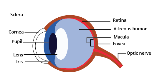 Human Eye and its Parts