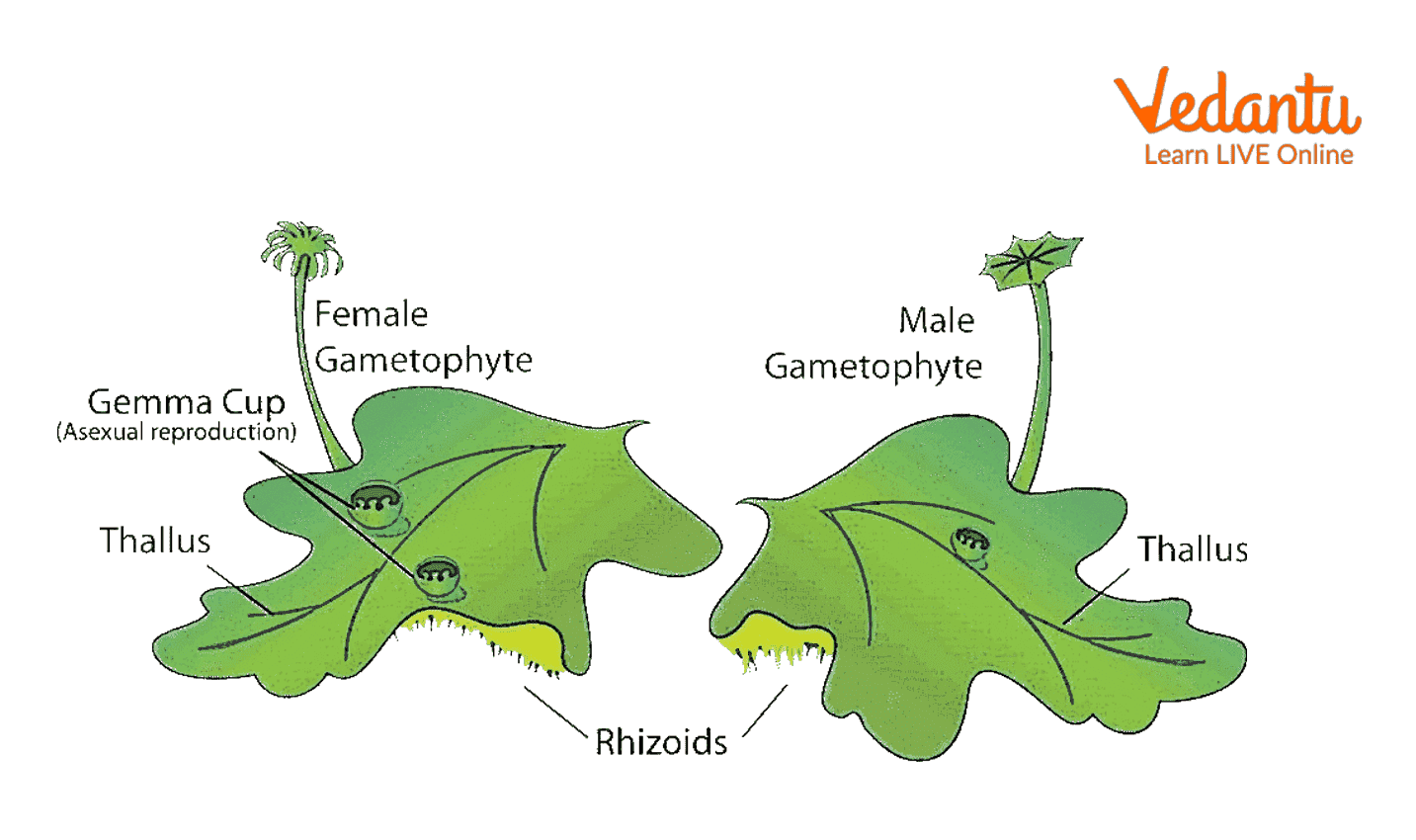 Liverwort Structure