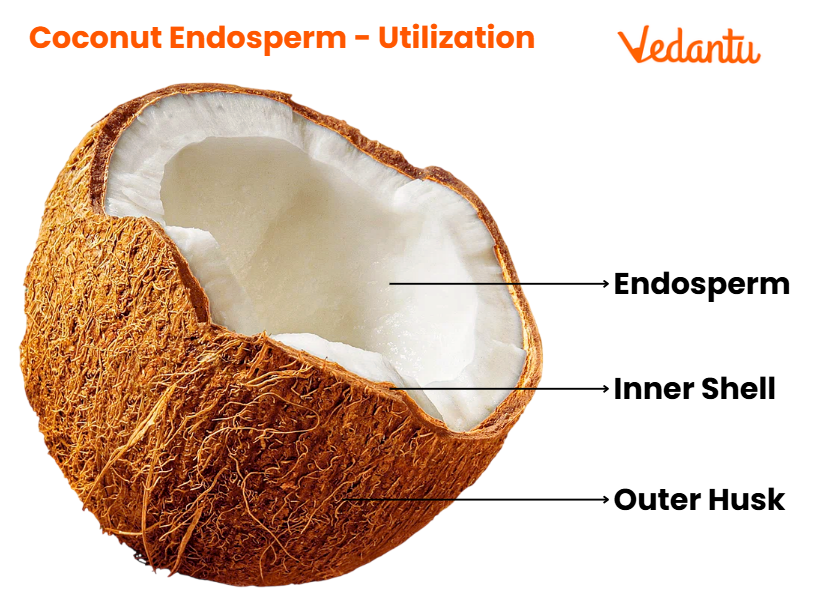 Coconut Endosperm - Utilization