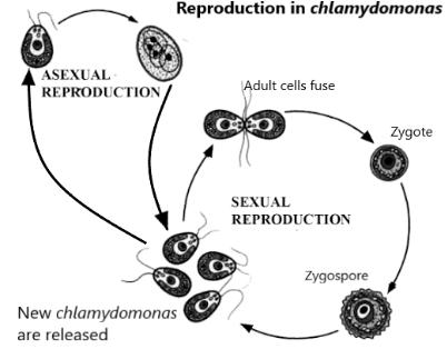 Asexual and Sexual Reproduction in Chlamydomonas