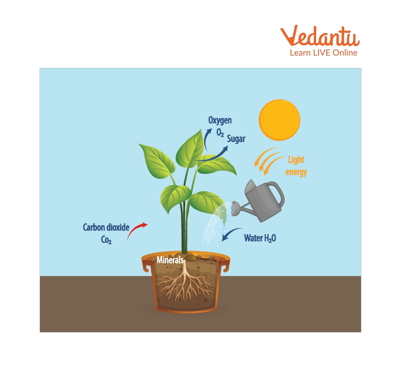 Plant Respiration Process