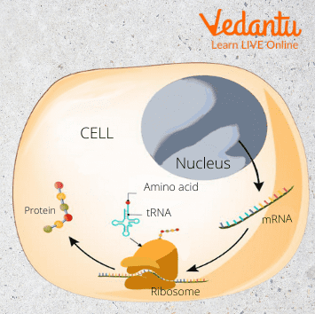 Function of Ribosomes - Translation