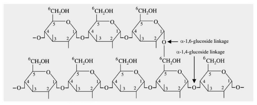 Structure of Glycogen