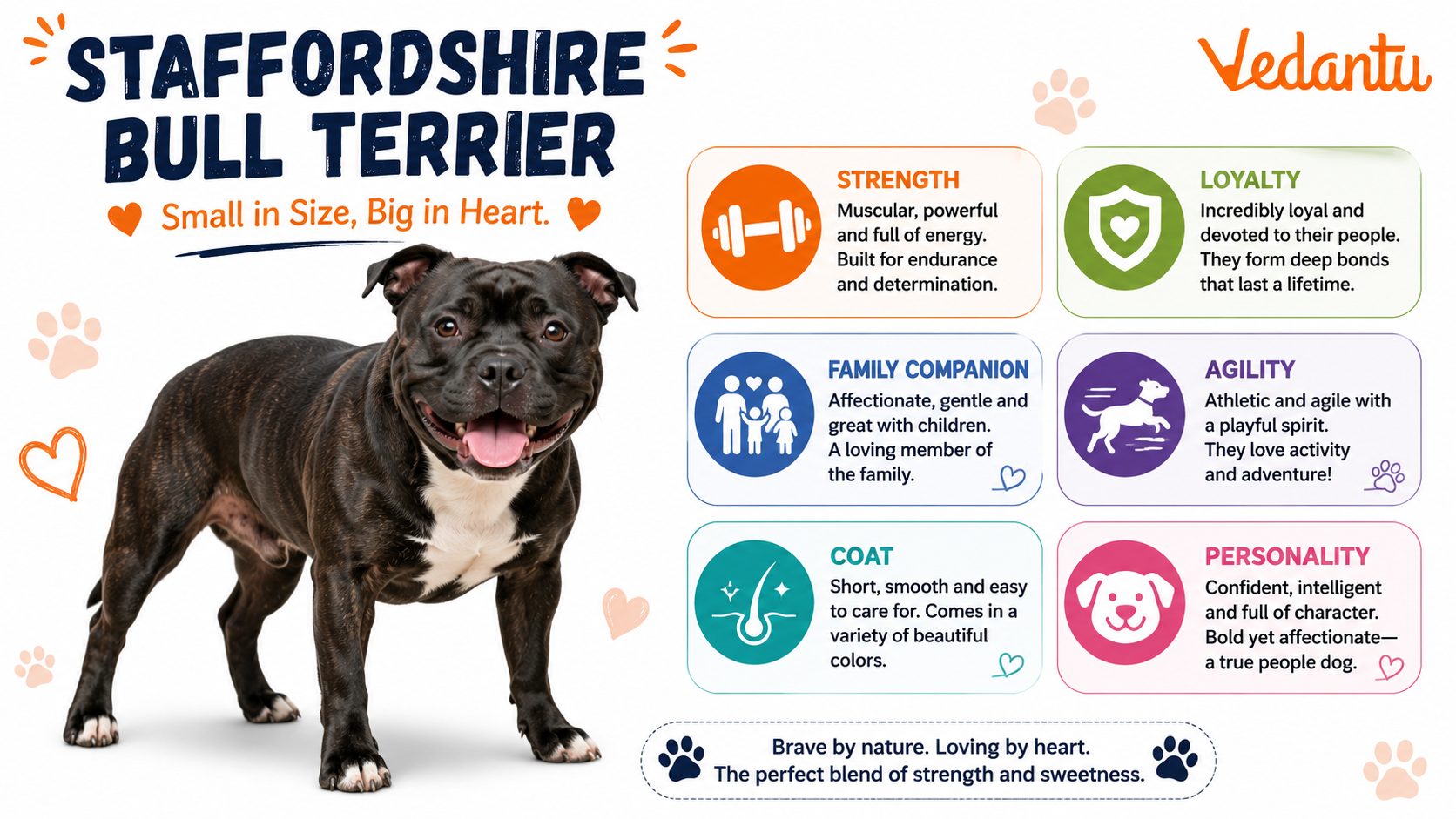 Staffordshire Bull Terrier dog standing alert