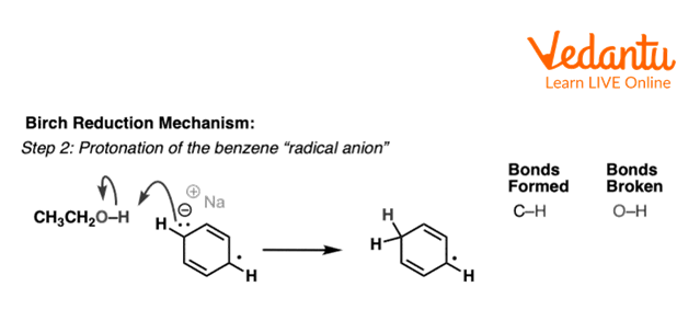 Second Step of Birch Reduction of Benzene