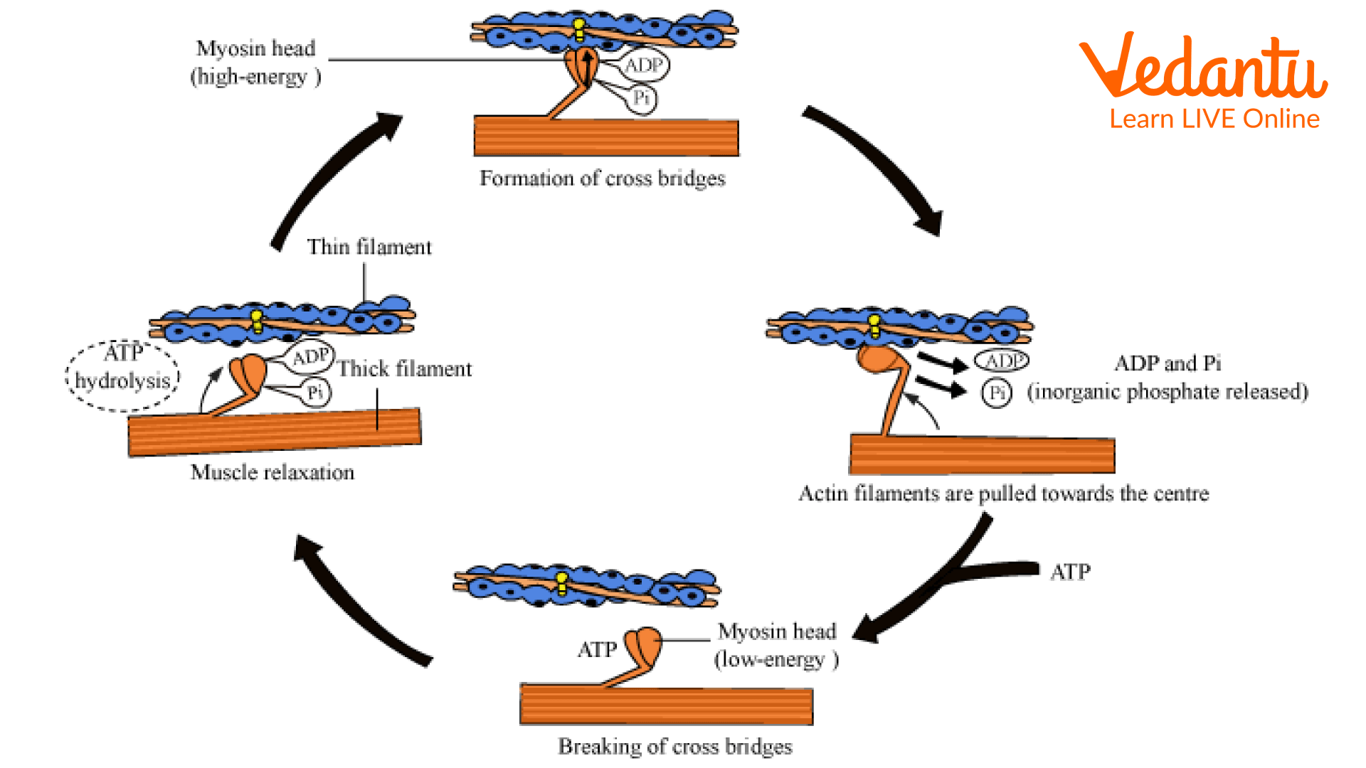 Mechanism of Muscle Contraction
