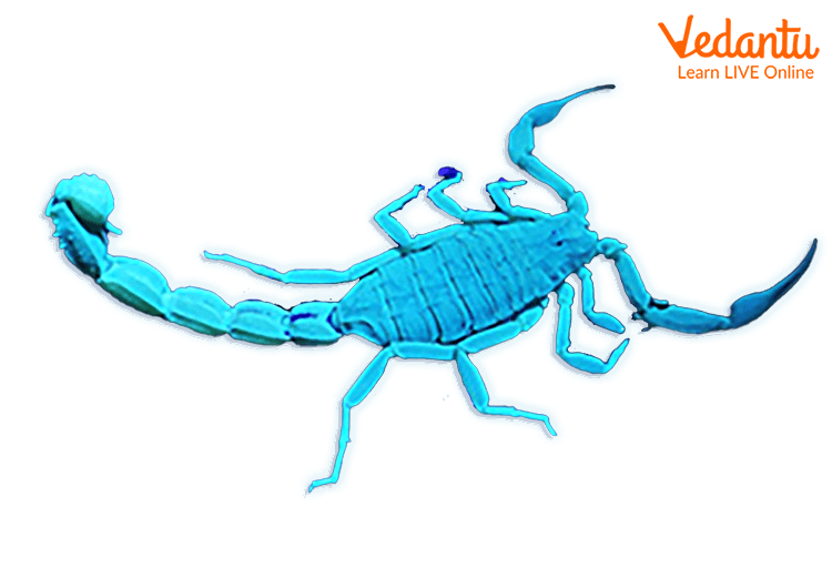 Scorpion Glowing in UV Light