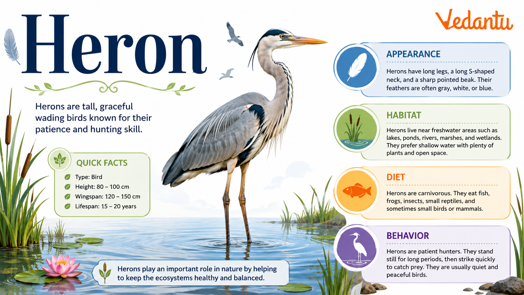 Heron bird standing near water