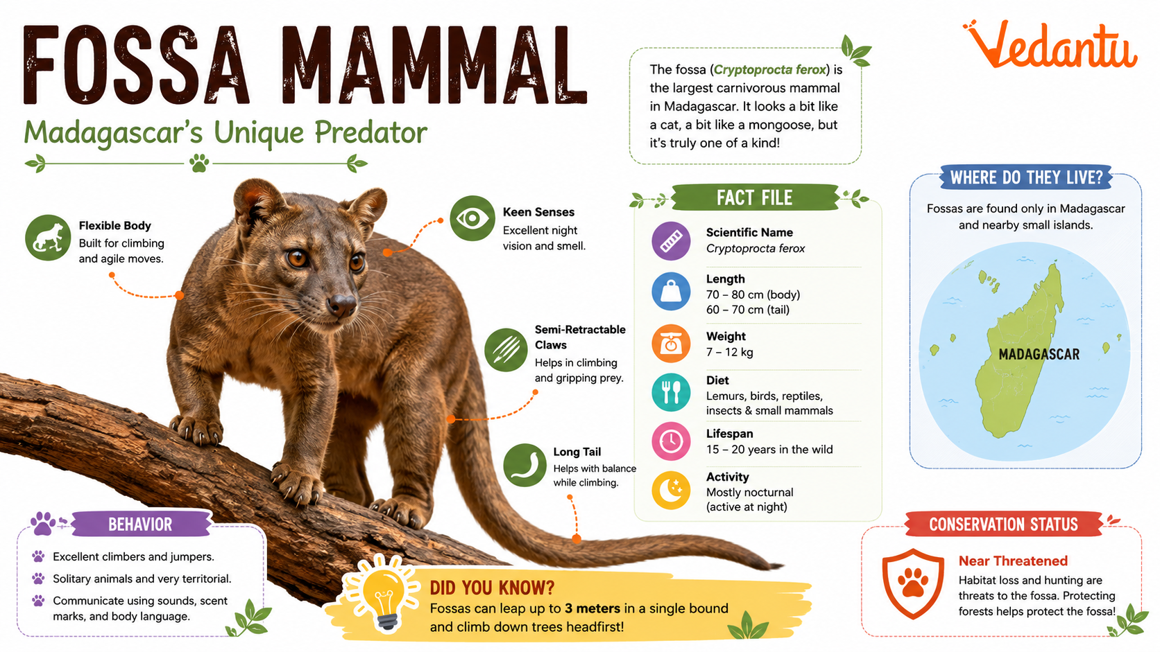 Fossa Mammal in forest habitat