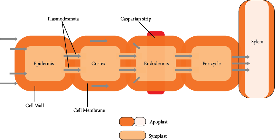 Symplast and Apoplast pathways