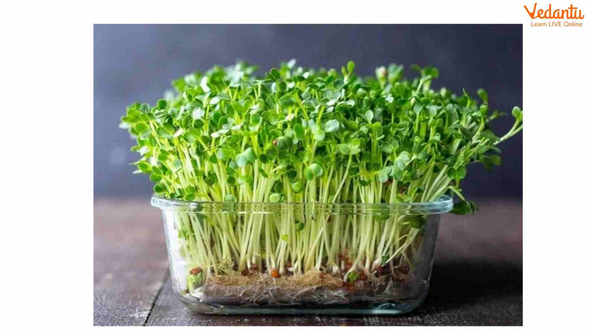 Microgreen