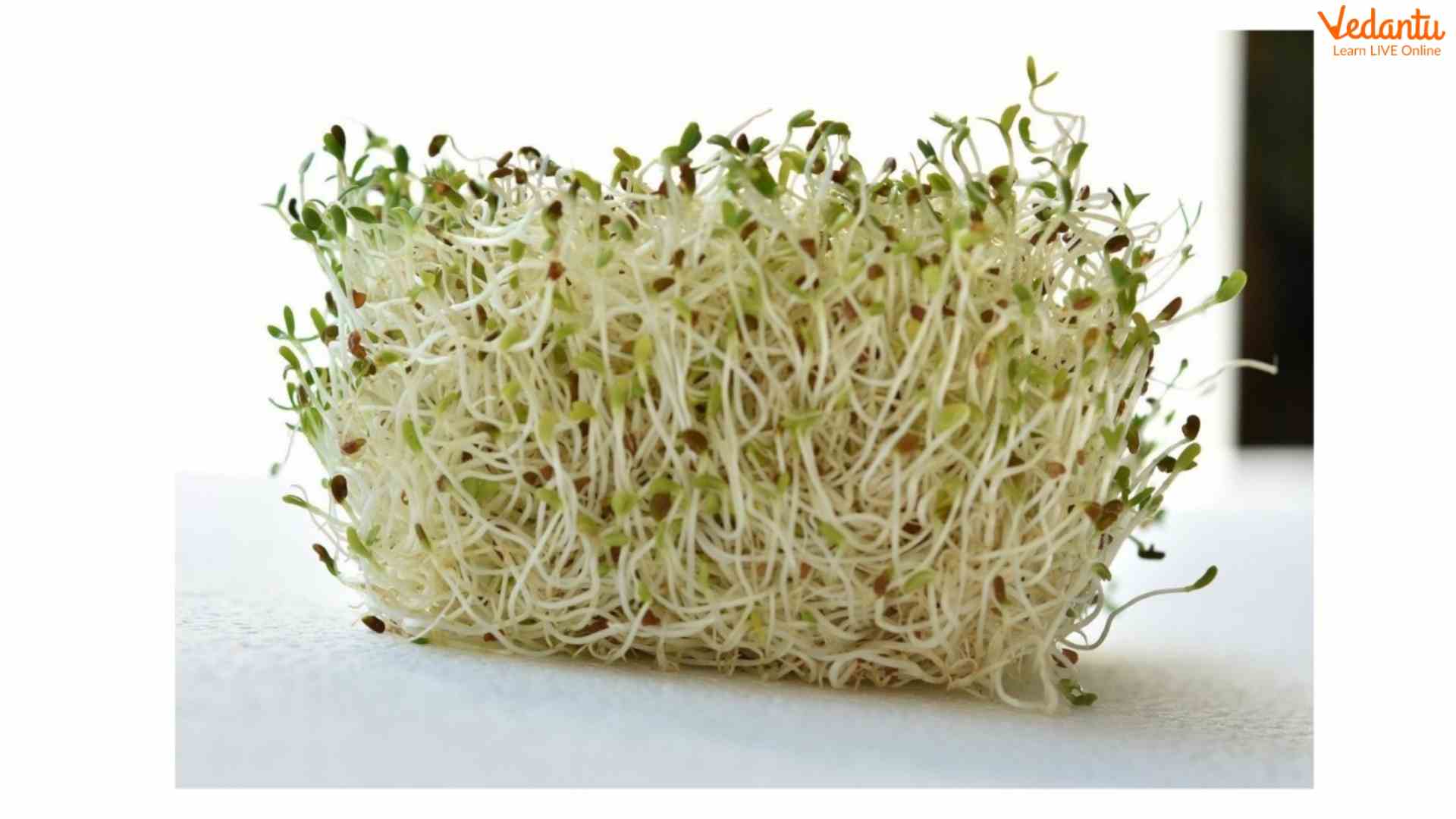 Sprouts