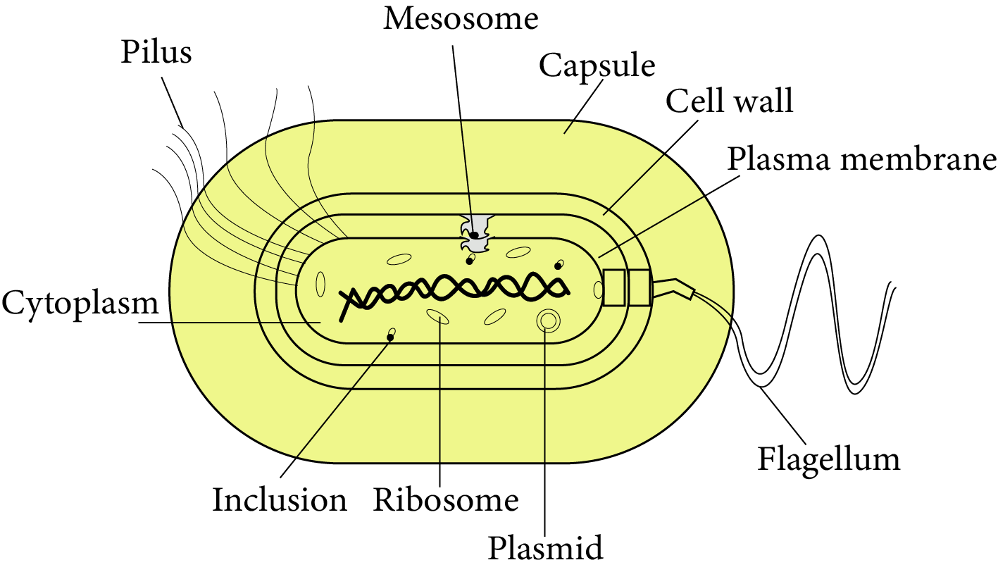 Structure of Bacteria