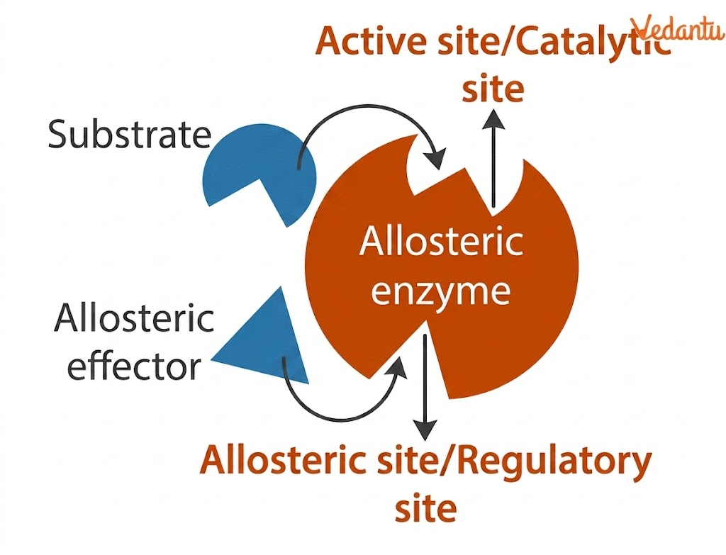 allosteric enzyme