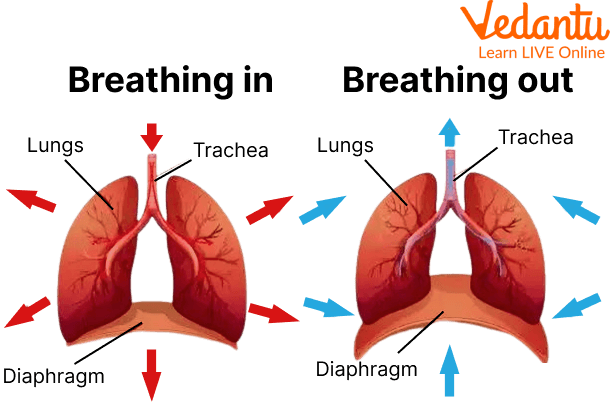 RESPIRATORY SYSTEM. RESPIRATORY SYSTEM RESPIRATORY SYSTEM. - ppt download