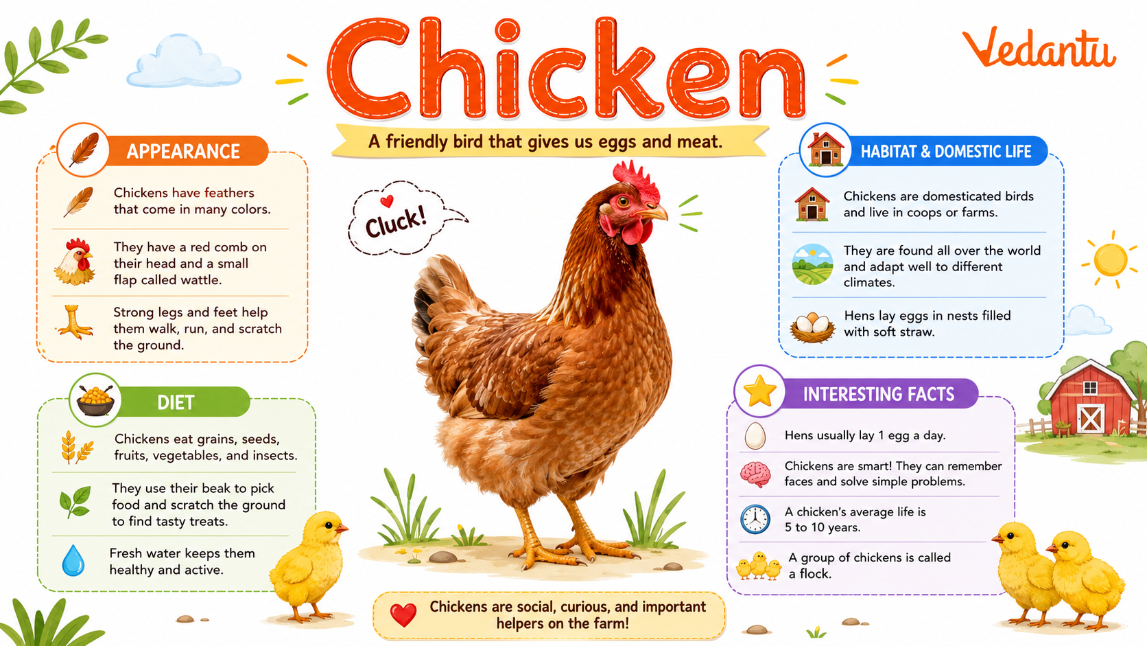 Chicken bird standing on farm
