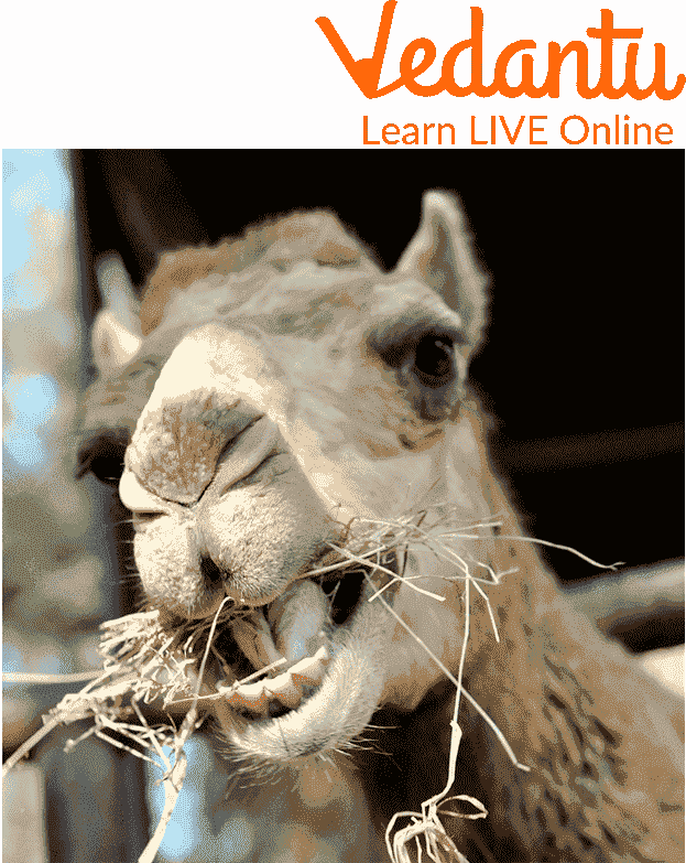Camel Eating Grass