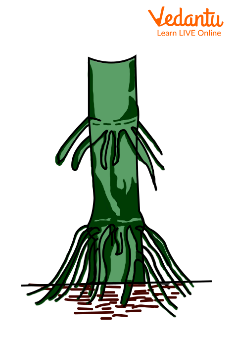 Stilt Roots Diagram