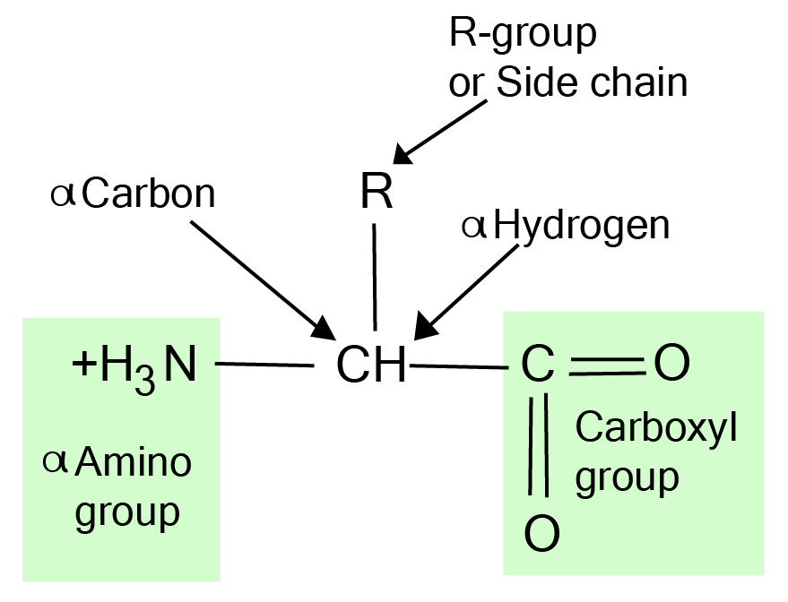 Structure of Amino Acid