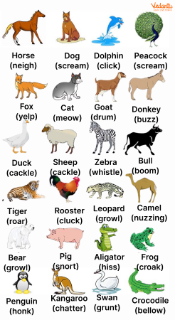 Animals Sounds in English - English Reading is Fun Now!