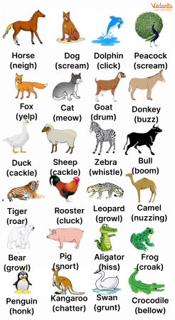 Wild Animal Names - Explore the List of 100 Wild Animals in English