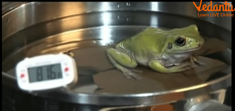 The Frog is Pleasantly Soaking in Warm Water