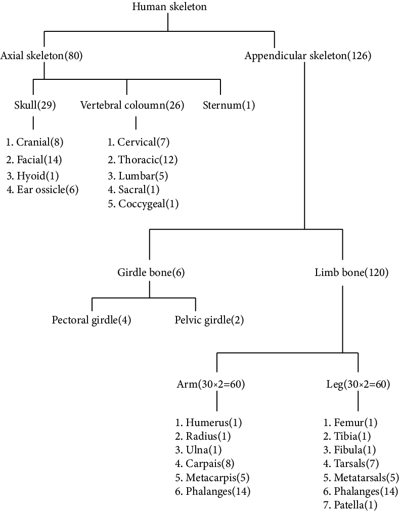 Flow Chart of all Bones Present in the Human Body