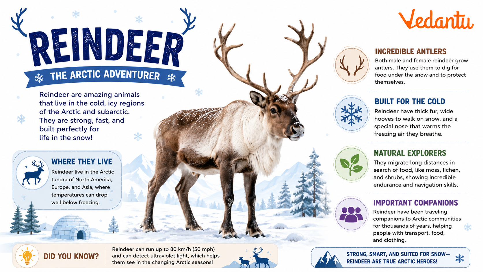 Reindeer with large antlers in snowy habitat