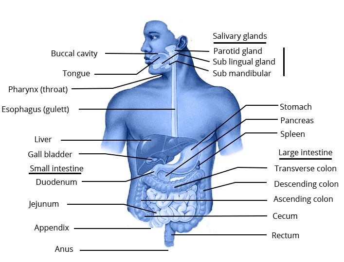 Human Digestive System