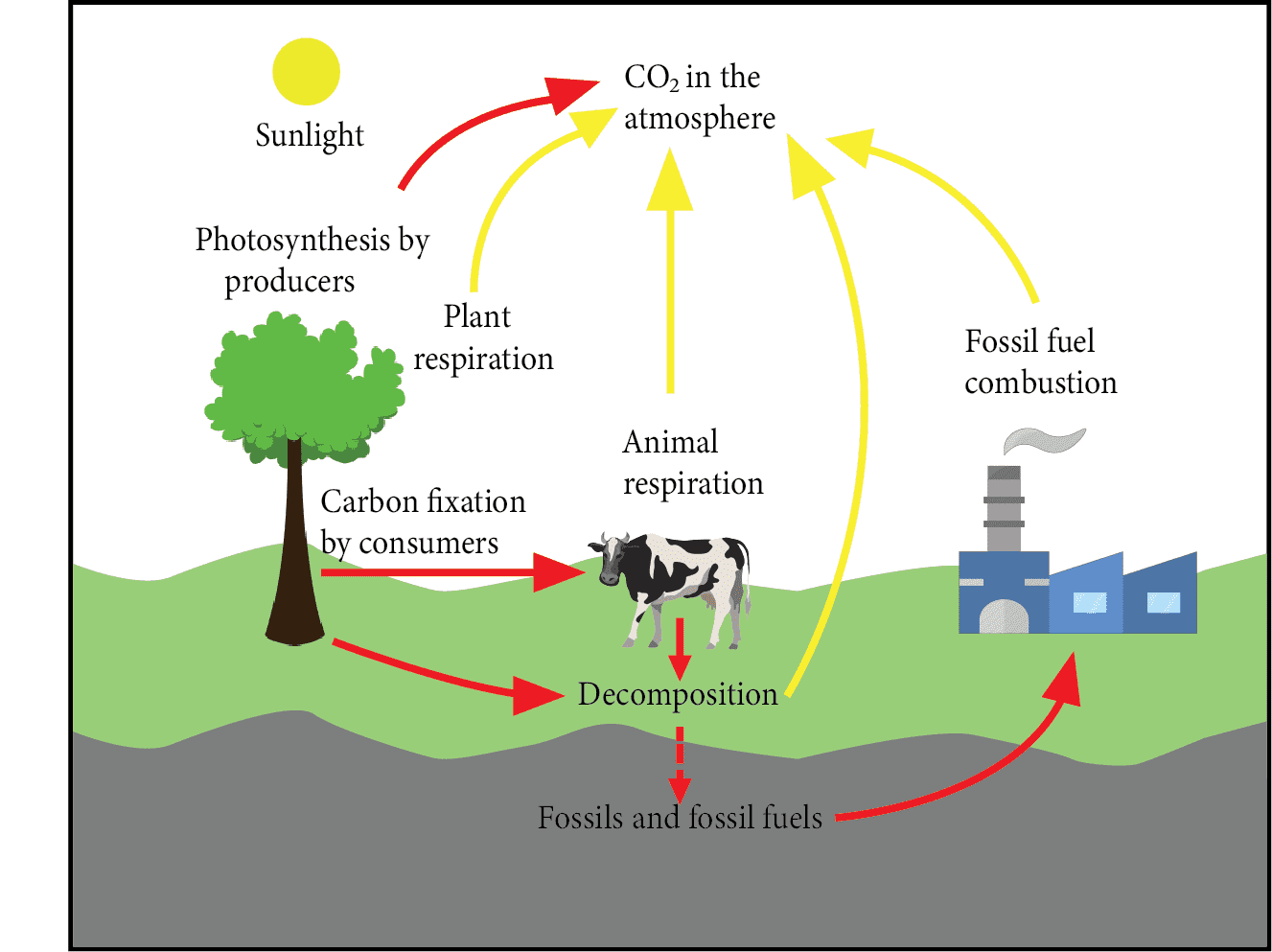 Carbon cycle