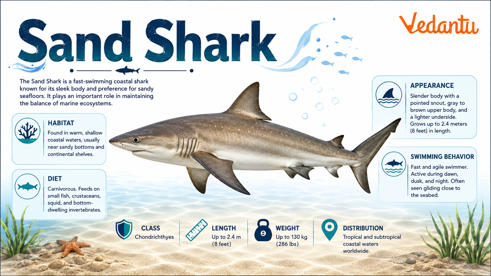 Sand Shark swimming over sandy ocean floor