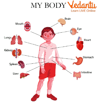 Human Anatomy for kids