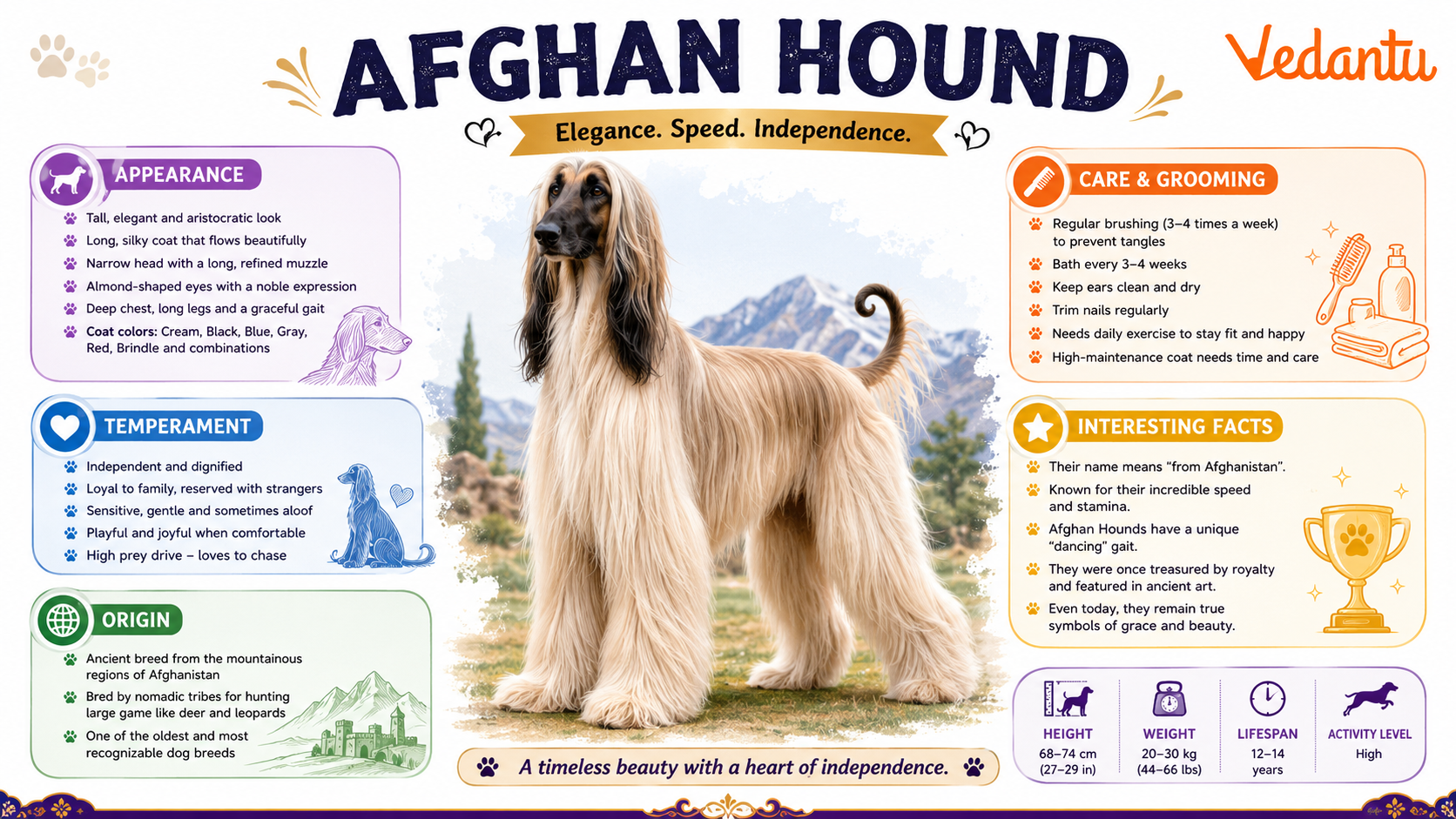 Afghan Hound dog with long silky coat