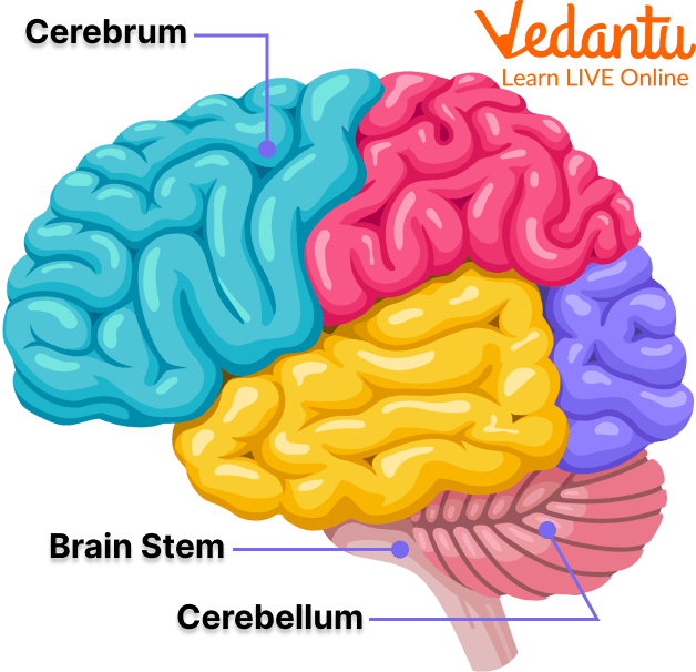 Different Parts of the Brain Diagram for Kids