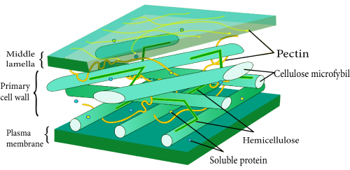 Plant Cell wall structure
