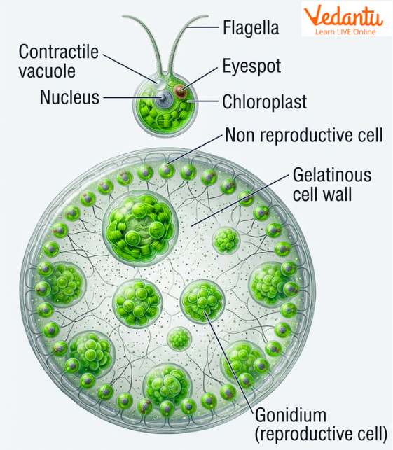 Reproduction in volvex