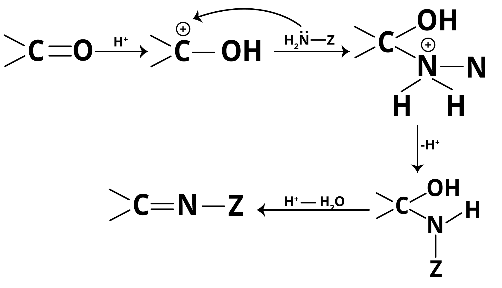Addition of Ammonia and its Derivatives Mechanism