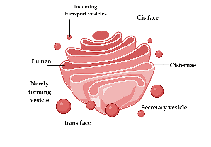 Golgi Apparatus