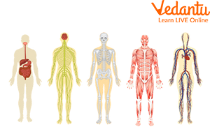 Different Organ Systems of the Body