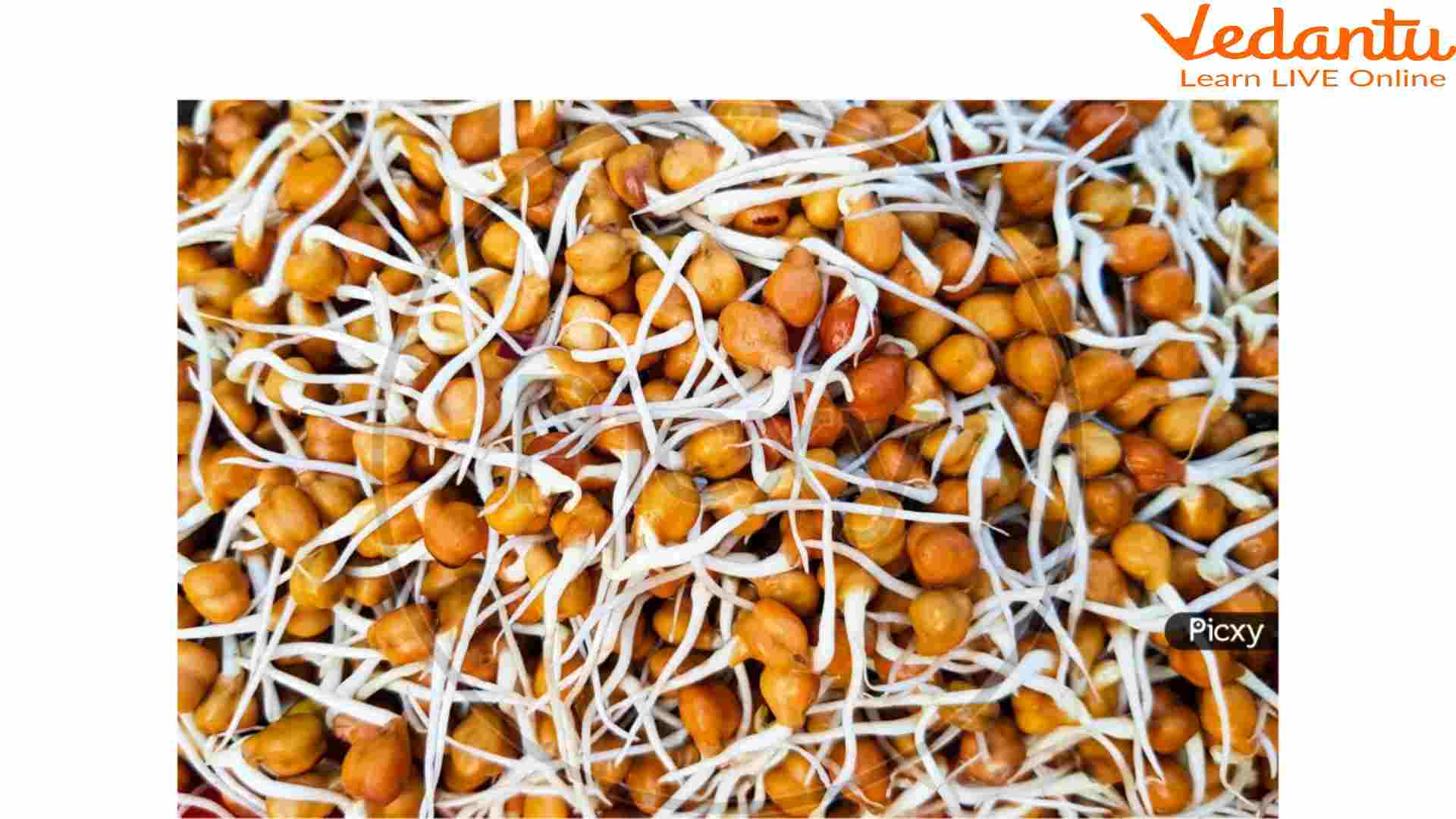 Bengal Gram Sprouts