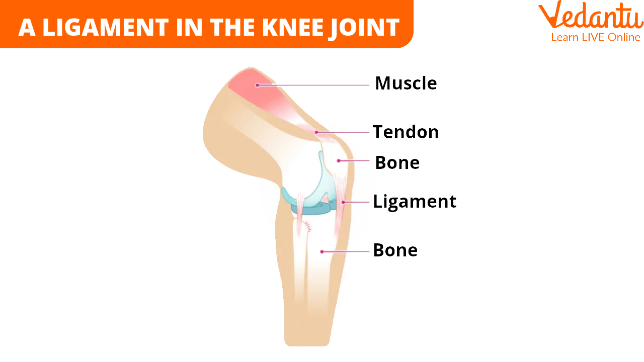 A Ligament in the Knee Joint