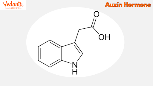 auxin