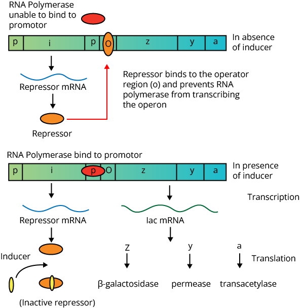 Mechanism of translation