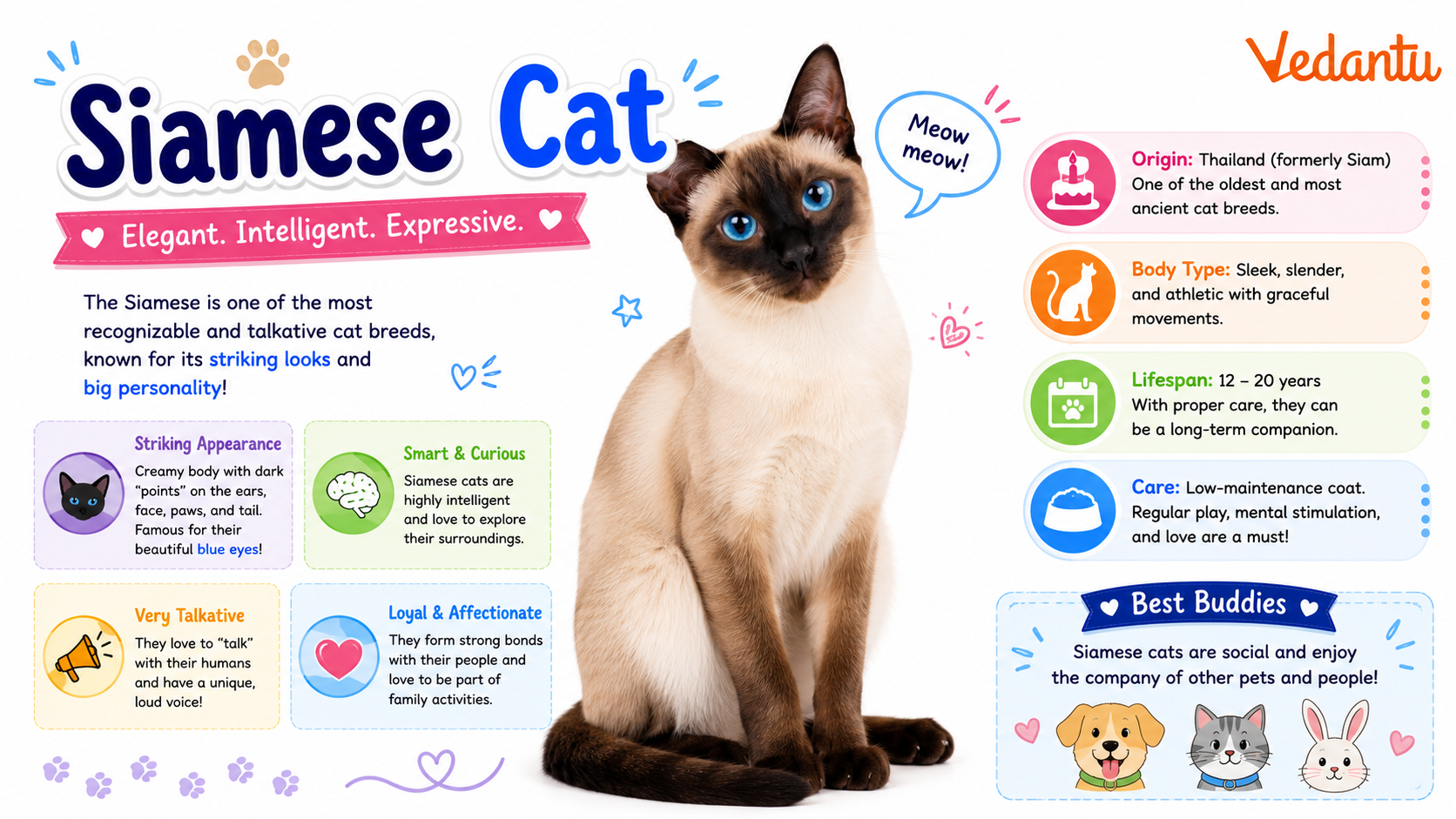 Siamese Cat