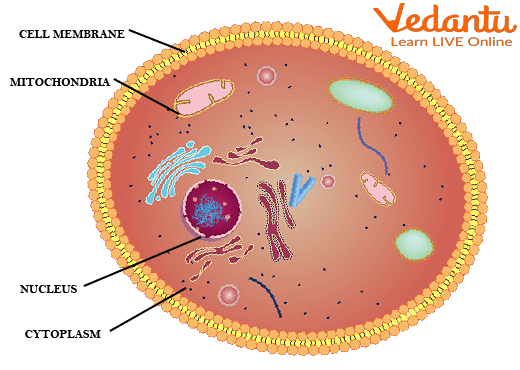 Parts of a cell