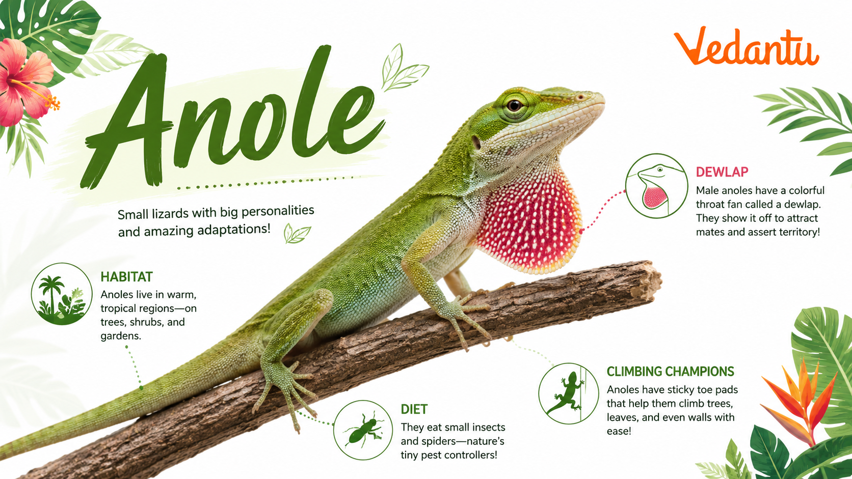 Anole lizard