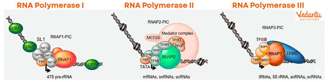 Transcriptional initiation complexes of the three eukaryotic RNA polymerases.