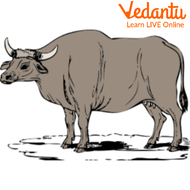 The gaur animal